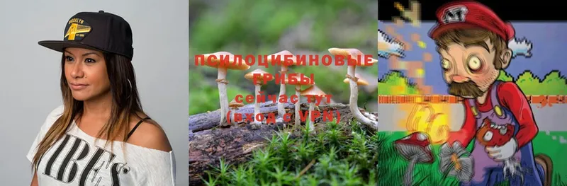 где продают наркотики  Казань  Галлюциногенные грибы Psilocybine cubensis 